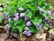 Viola labradonica.jpg